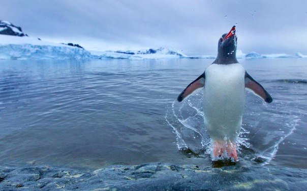 Папуанский пингвин выпрыгивает из воды близ острова Кувервилль в Антарктике. 