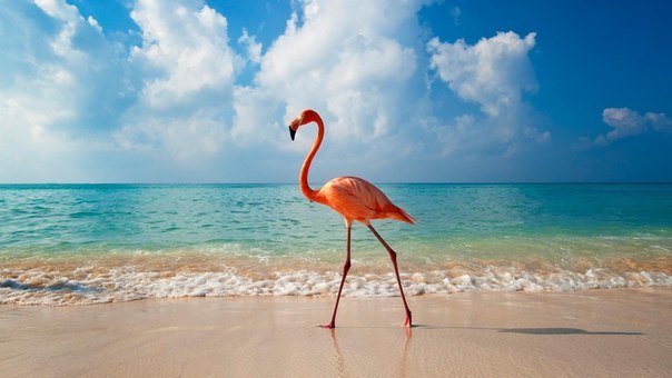 Фламинго гуляет по пляжу курорта Байяибе, Доминиканская Республика.