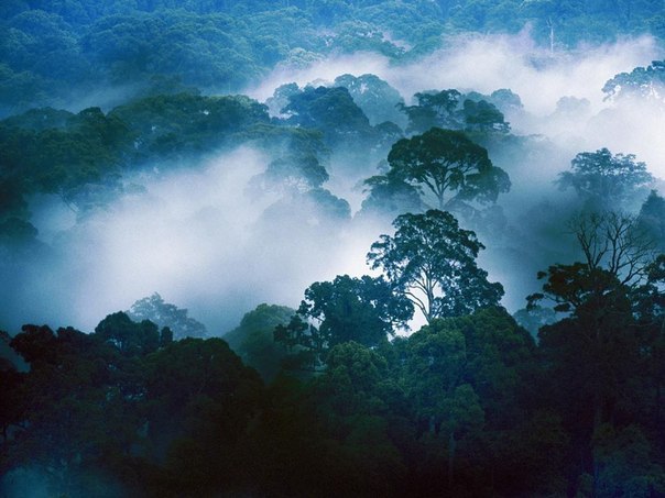Туман над тропическим лесом, Малайзия.