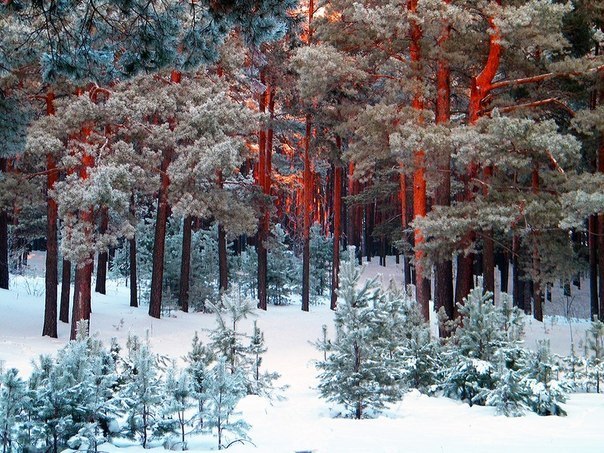 Зимний лес в России.