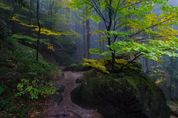 Осенний лес в Саксонии, Германия.