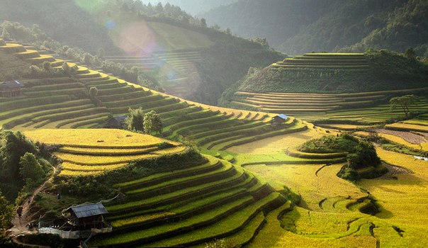 Рисовые террасы, Вьетнам.