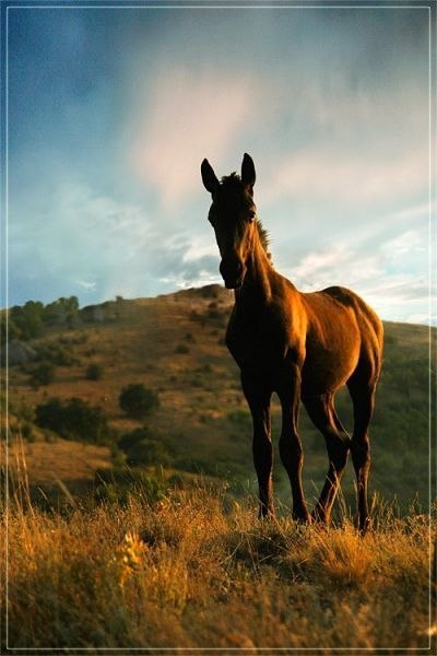 Фотографии лошадей от Юрия Март.