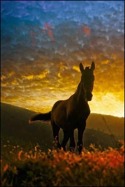 Фотографии лошадей от Юрия Март.