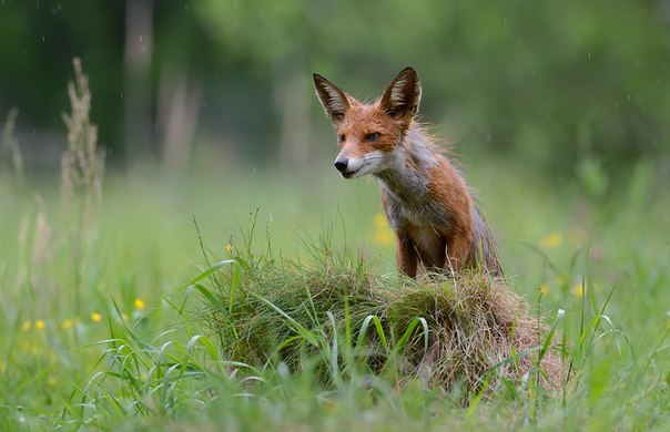 Любопытная лисица