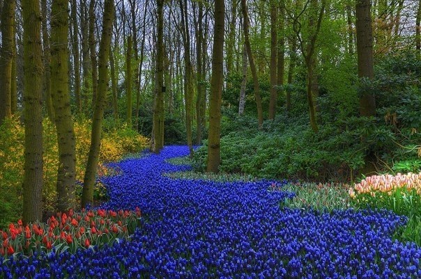Кёкенхоф — всемирно известный королевский парк цветов в Нидерландах.