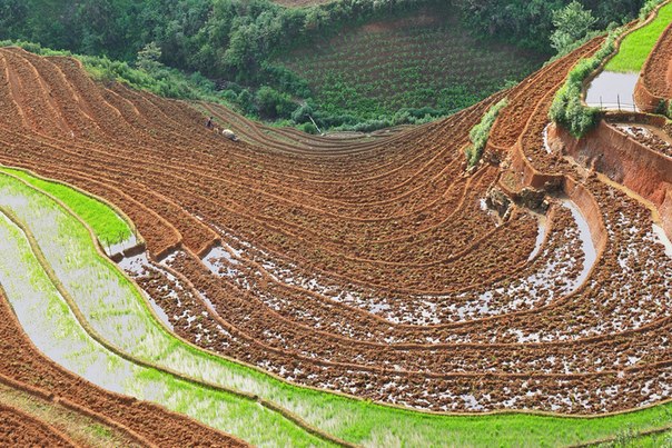 Рисовые террасы в провинции Йенбай, Вьетнам.