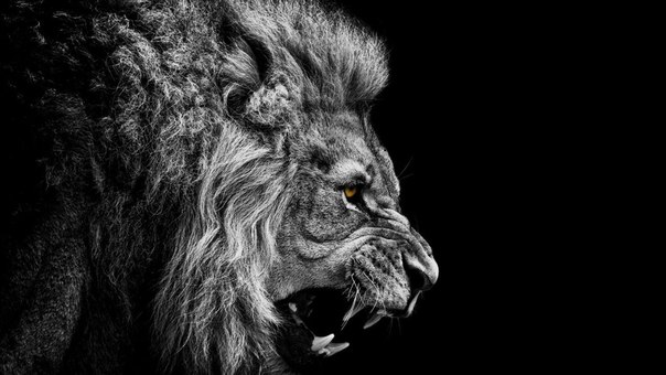 Рёв льва можно услышать на расстоянии 8 км.