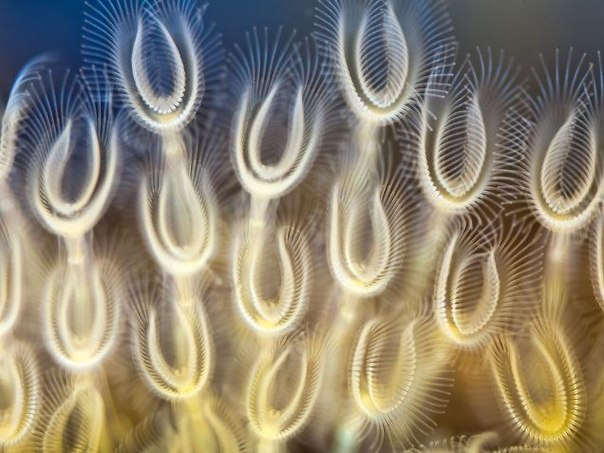 Щупальца пресноводных моллюсков — мшанок. Они являются колониальными животными, живущими на камнях, ветвях и листьях под водой.