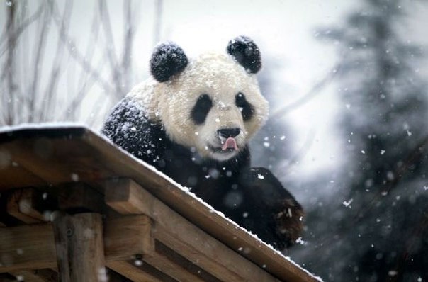 Панда во время снегопада в зоопарке Yantai Zoo.