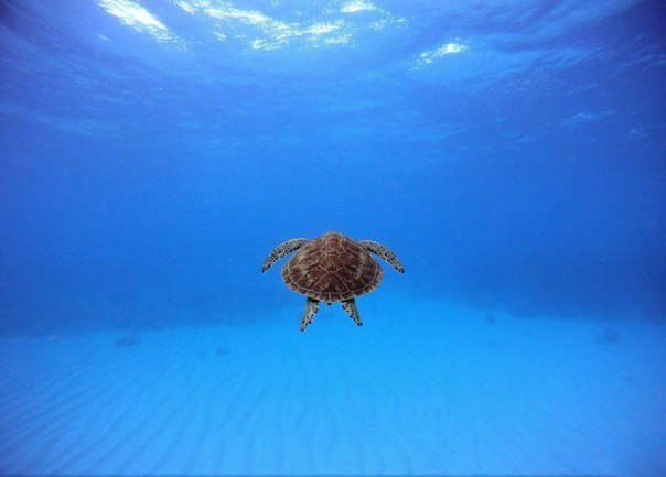 Черепаха у побережья, Пуэрто-Рико