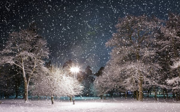 Ночь в зимнем парке...
