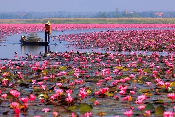Необычное озеро в Таиланде.