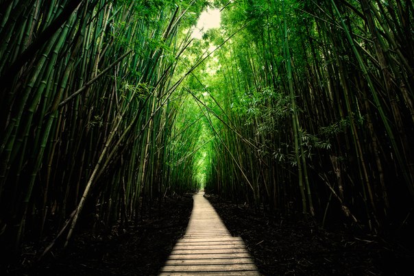 Бамбуковый лес на острове Мауи, Гавайи.