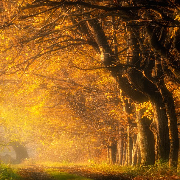 Осенняя аллея, Польша.