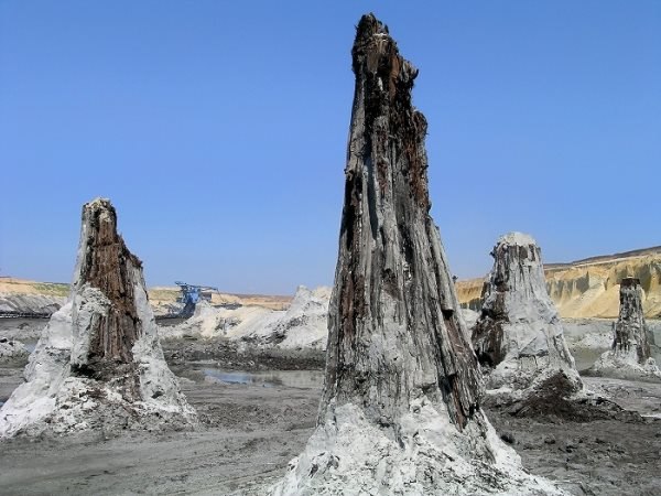 8 млн лет — таков возраст болотных кипарисов, найденных в Венгрии. 16 деревьев, не окаменев, прекрасно сохранились в угольной толще. Диаметр стволов доисторических кипарисов достигает 3 м.
