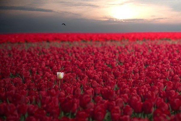 Индивидуальность на поле тюльпанов...