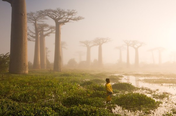 Остров Мадагаскар, Африка.