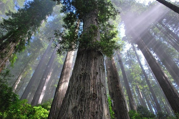 Лес в Национальном парке Редвуд, Штат Калифорния, США.