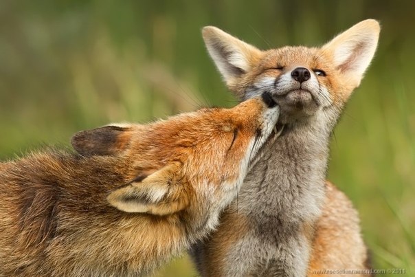 Редкой красоты снимки рыжей лисицы.
