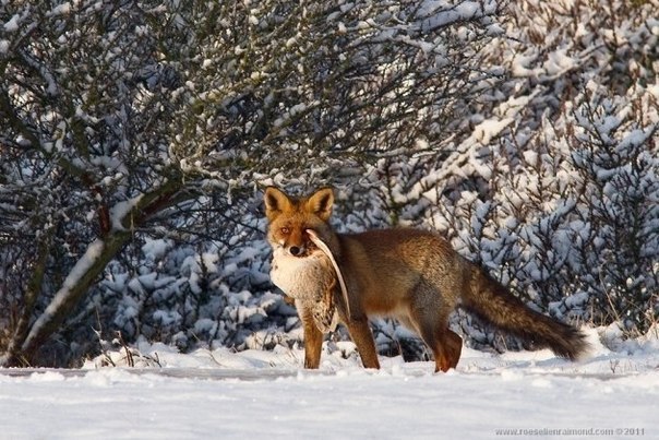 Редкой красоты снимки рыжей лисицы.