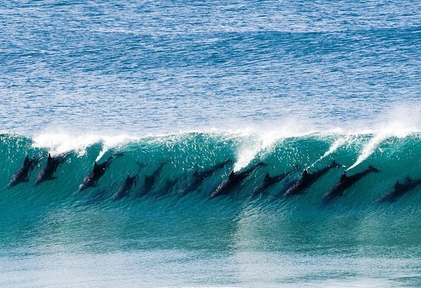 Стая дельфинов на гребне волны.