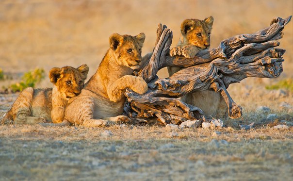 Львята в национальном парке Сенергети, Танзания.