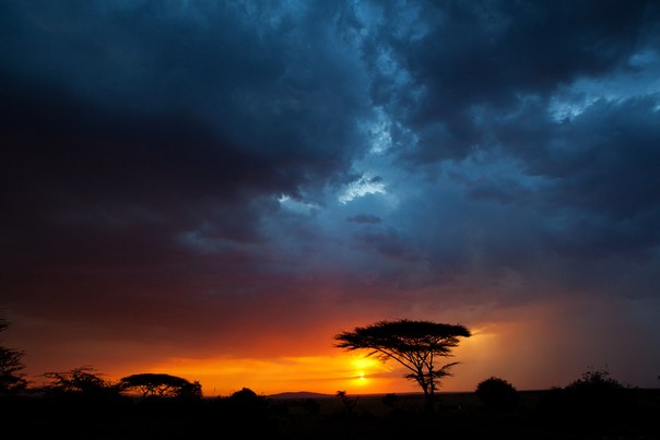 Закат в национальном парке  Massai Mara, Кения.
