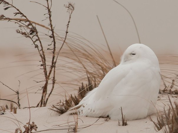 Снежная сова, Лонг-Айленд, Нью-Йорк. 