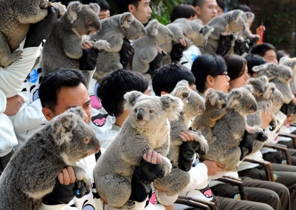 Смотрители сафари-парка Чаймлонг в китайской провинции Гуанчжоу держат на руках коал для группового снимка. Спустя 7 лет после того, как в 2006 году из Австралии в парк завезли 6 особей, бережный уход и забота увеличили численность мохнатых любителей эвкалипта до 20.