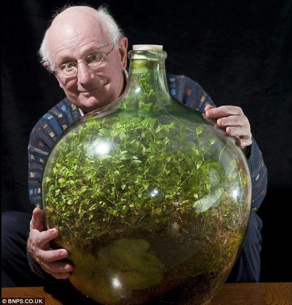 Дэвид Латимер и его традисканция — растение, которое он 40 лет назад посадил в бутылку, закупорил и ни разу не открывал. В бутылке образовалась экосистема, в которой растение само ухаживает за собой, производит кислород и питается перегноем.