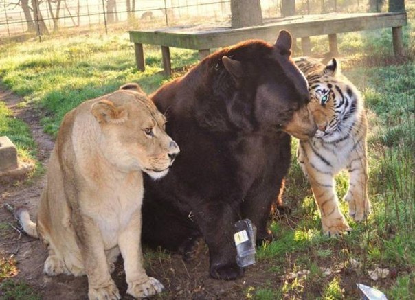 Невероятная дружба трех разных хищников.