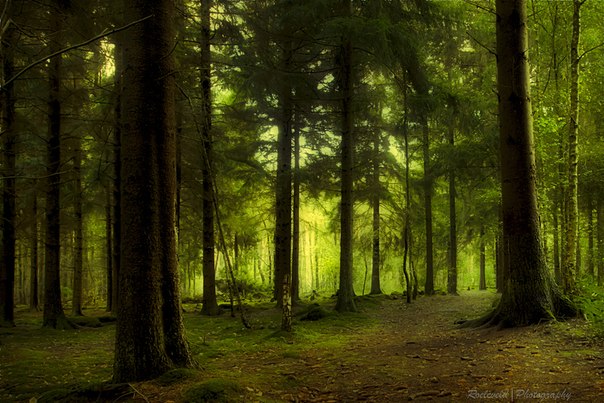 "Таинственный лес". Бавария, Германия.