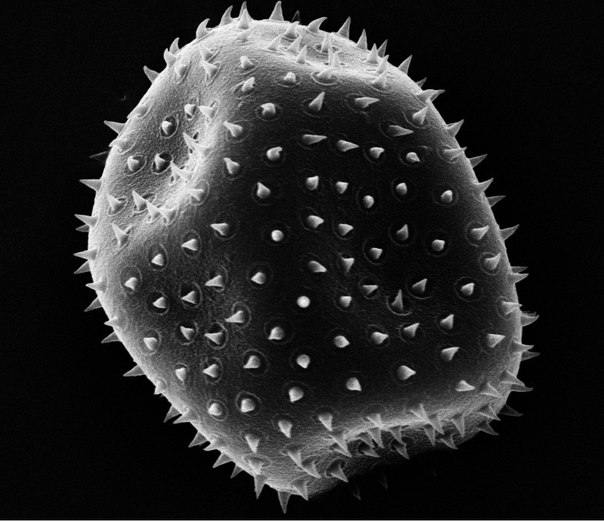 Черно-белый тональный снимок пылинки, который был сделан с помощью растрового электронного микроскопа.