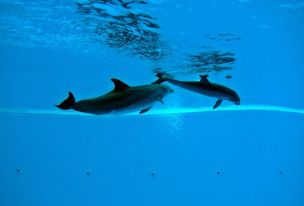 Два дельфина...