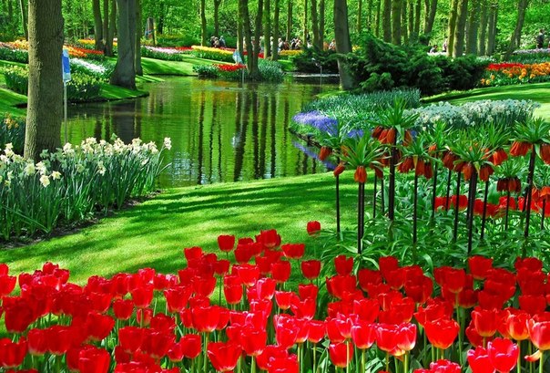 Кёкенхоф — всемирно известный королевский парк цветов в Нидерландах. Также известен под названием Сад Европы.