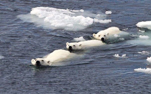 Семья белых медведей дружным строем плывет в водах Шпицбергена, Норвегия.