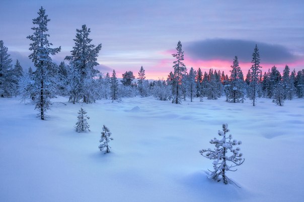 Таёжный лес, Россия.