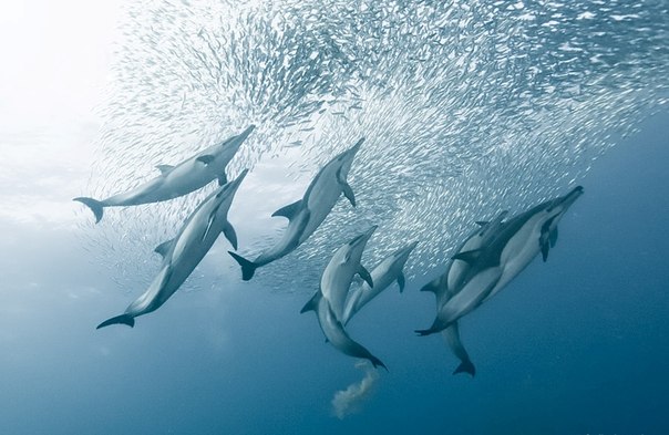 Дельфины  - специалисты по части ловли сардин.