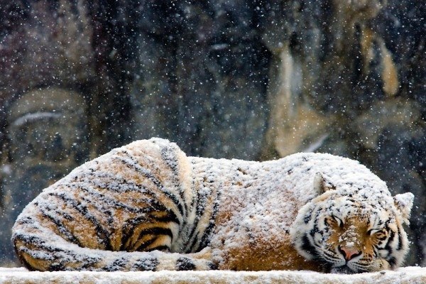 Счастливый снежный тигр. Скоро Новый год!
