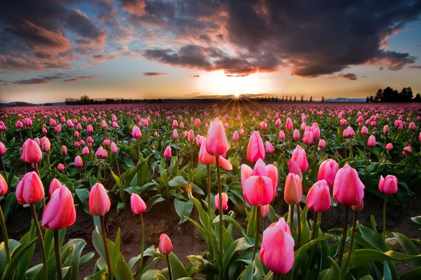 Поле тюльпанов, Нидерланды.