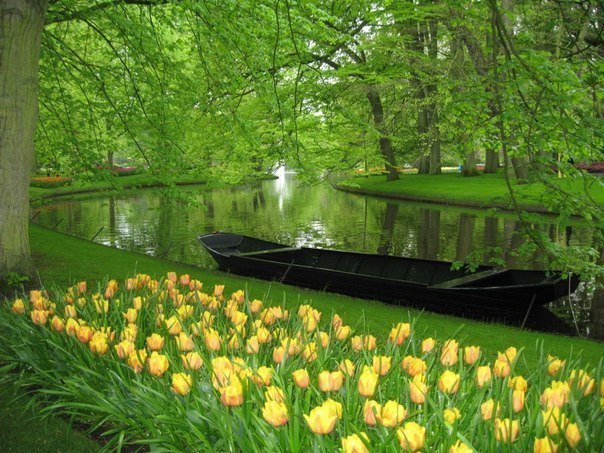 Кёкенхоф — всемирно известный королевский парк цветов в Нидерландах.