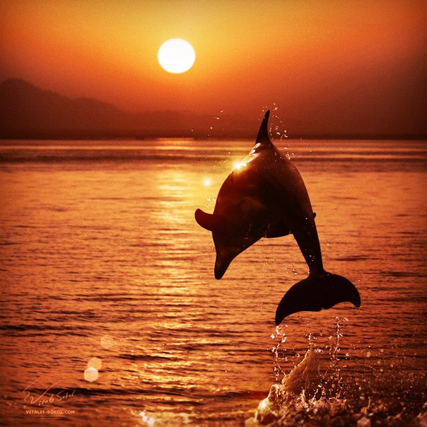 Дельфин на закате...