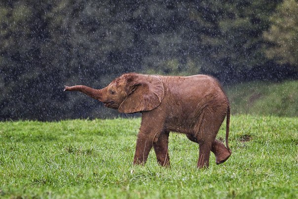 Слоненок играет под под дождем...