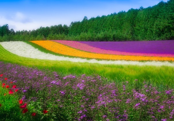 Цветочное поле, Хоккайдо, Япония