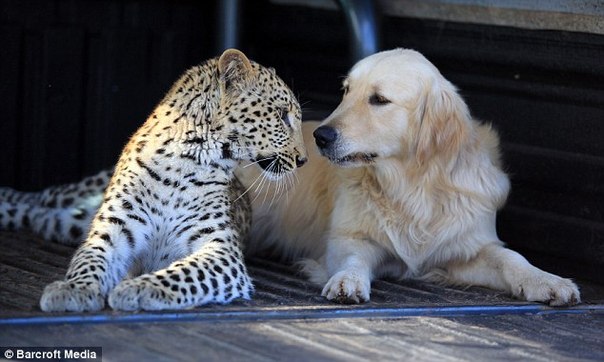 Леопард Salati и золотистый ретривер Tommy - лучшие друзья