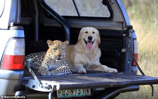 Леопард Salati и золотистый ретривер Tommy - лучшие друзья
