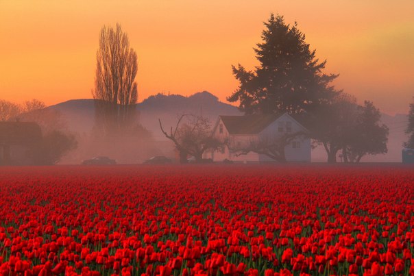 Долина Cкагит (штат Вашингтон, США) — живописные «плантации» тюльпанов, которые уже более ста лет выращиваются крупнейшей цветочной фермой страны.