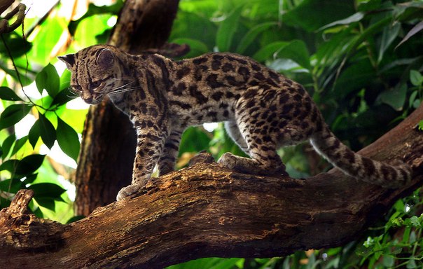 Длиннохвостая кошка — вид из семейства кошачьих, обитающий во влажных густых вечнозелёных лесах Южной и Центральной Америки вплоть до Мексики.