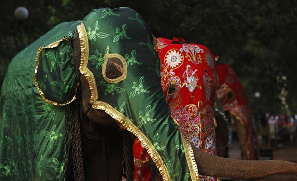 Слоны участвуют в уличном шествии к храму Гангарамая на религиозном фестивале Навам Перахера в Коломбо, Шри-Ланка